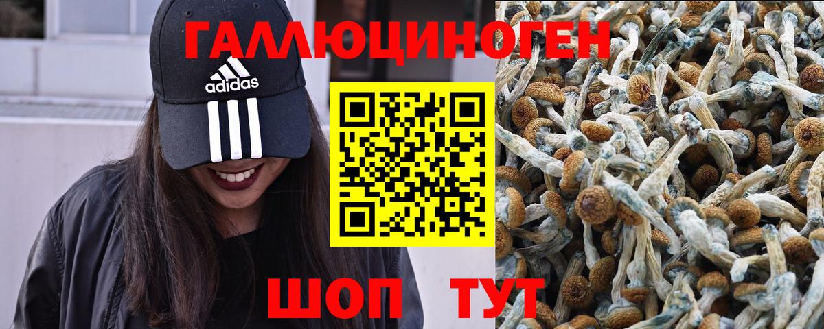 Галлюциногенные грибы Cubensis Полевской